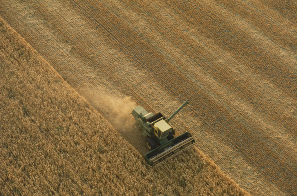 Detail of Thrasher Moves Through Wheat Field by Anonymous