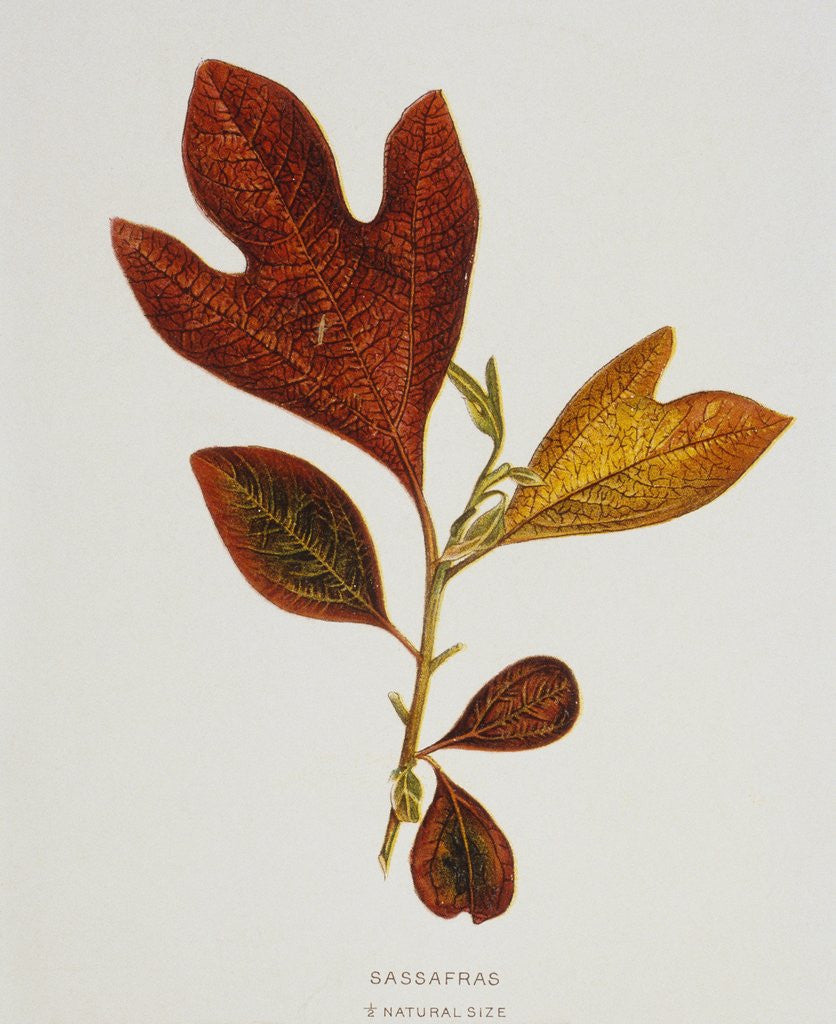Detail of Illustration of Sassafras Leaves by Anonymous