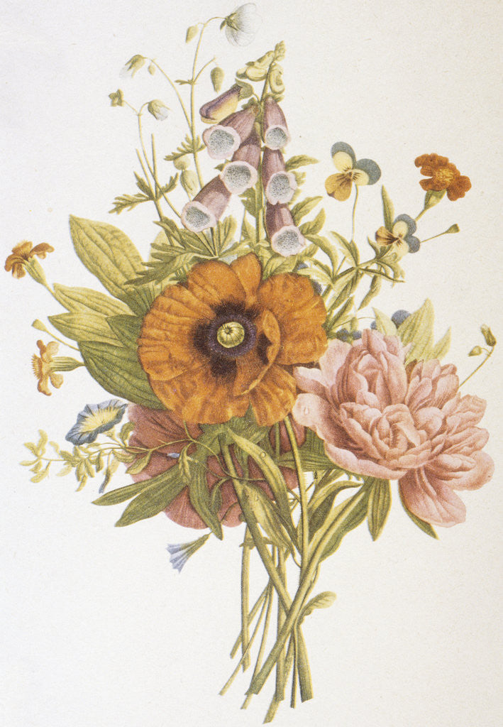 Detail of Illustration Depicting a Bouquet of Poppies, Carnations and Foxglove by Anonymous