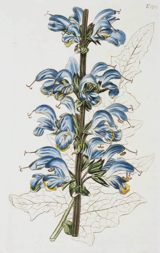 Detail of Illustration Depicting Bicolor Sage Plant by Anonymous