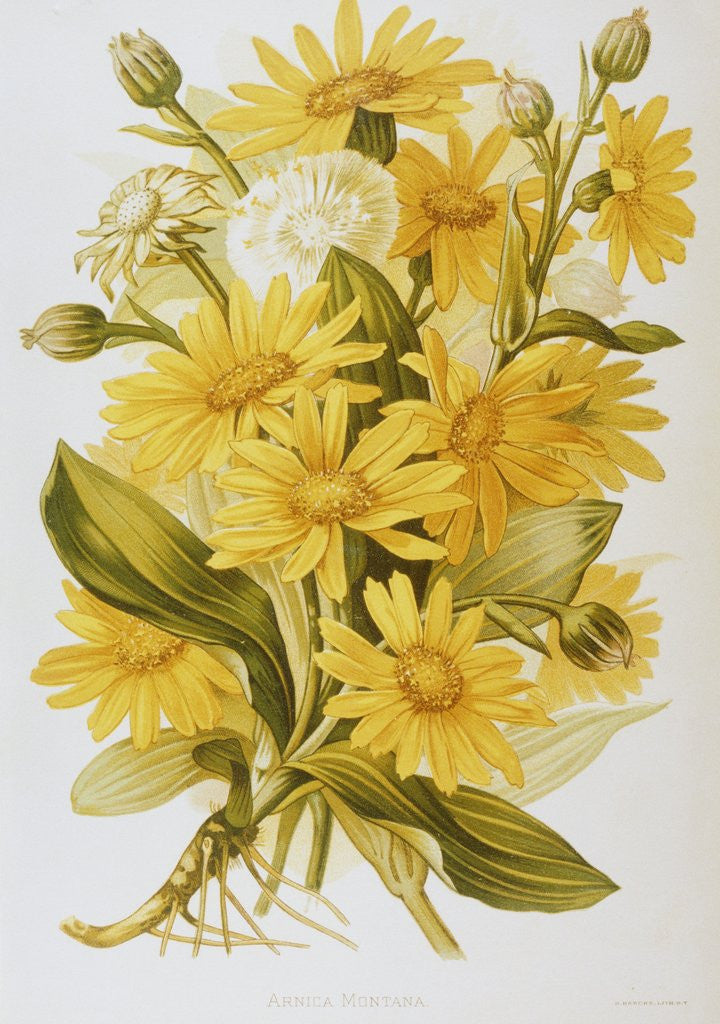Detail of Illustration Depicting Arnica Montana Plants by Anonymous