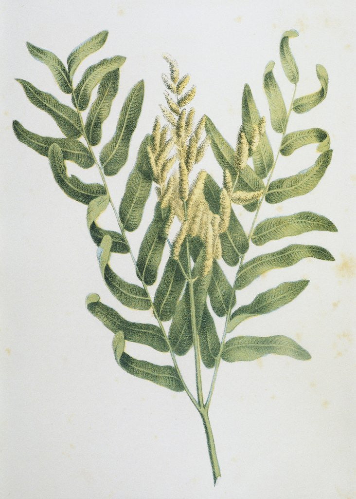Detail of Illustration Depicting a Branch of a Royal Fern by Anonymous