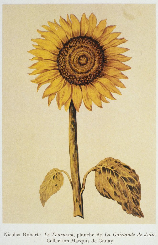 Detail of The Sunflower by Nicolas Robert