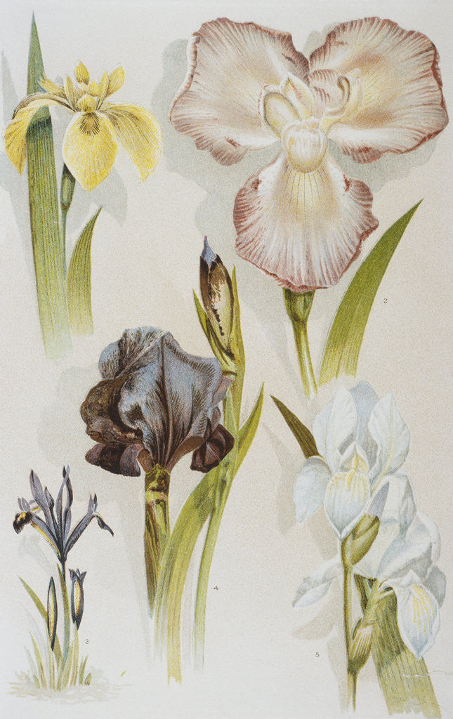 Detail of Illustration Depicting Various Types of Irises by Anonymous