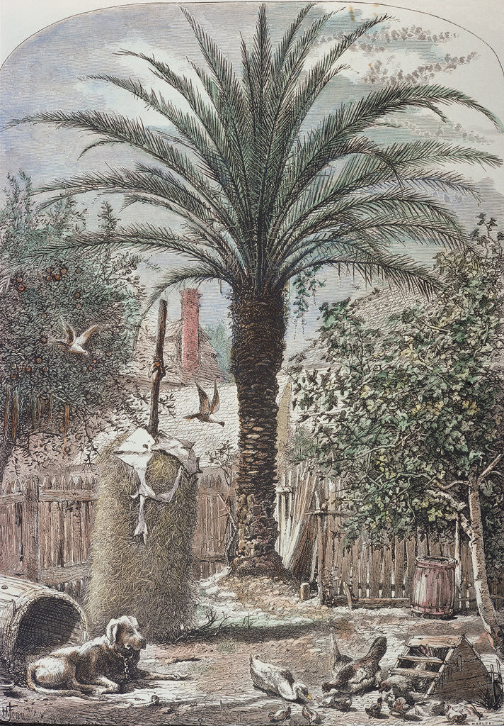 Detail of Illustration Depicting a Farmyard in St. Augustine, Florida by Anonymous