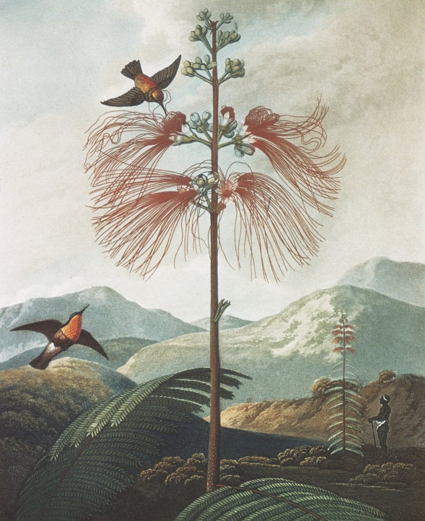 Detail of Illustration Depicting Hummingbirds Feeding from a Plant by Anonymous