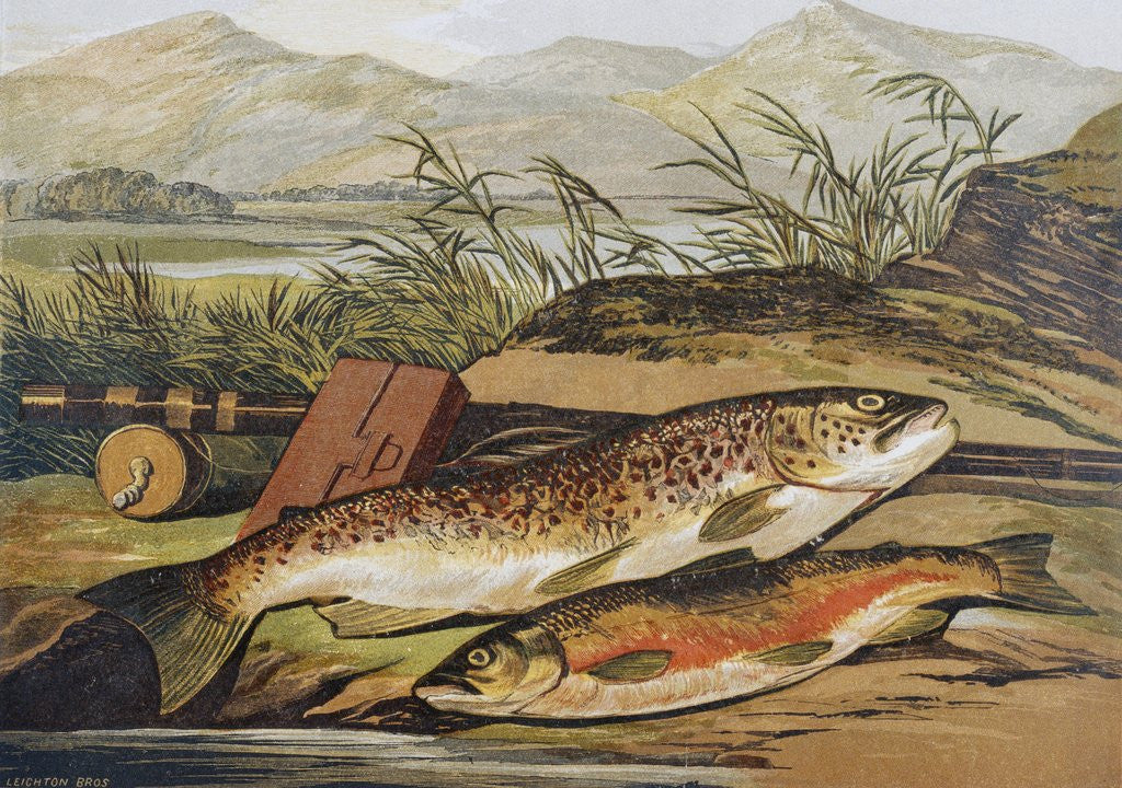 Detail of Illustration of Fishing Tackle with a Trout and a Charr by Corbis