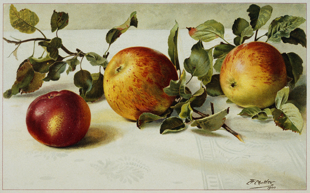 Detail of Book Illustration of Apples by Fairfax Muckler