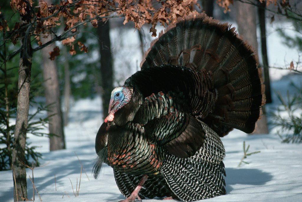Detail of Wild Turkey by Anonymous