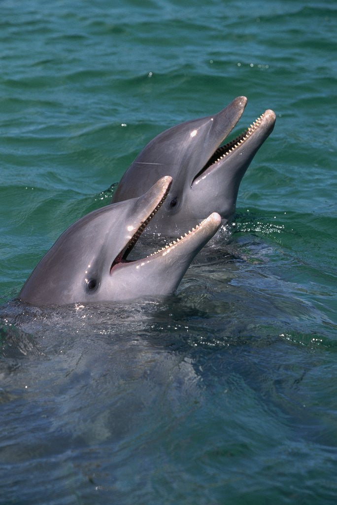 Detail of Bottlenose Dolphins Calling from the Water by Corbis