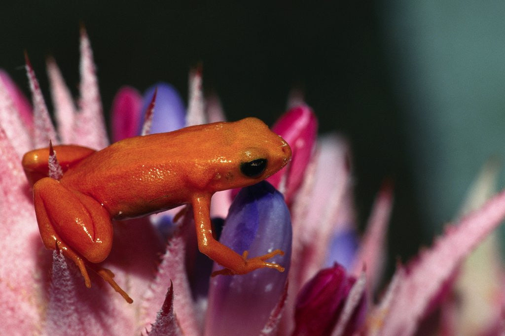 Detail of Mantella aurantiaca by Anonymous