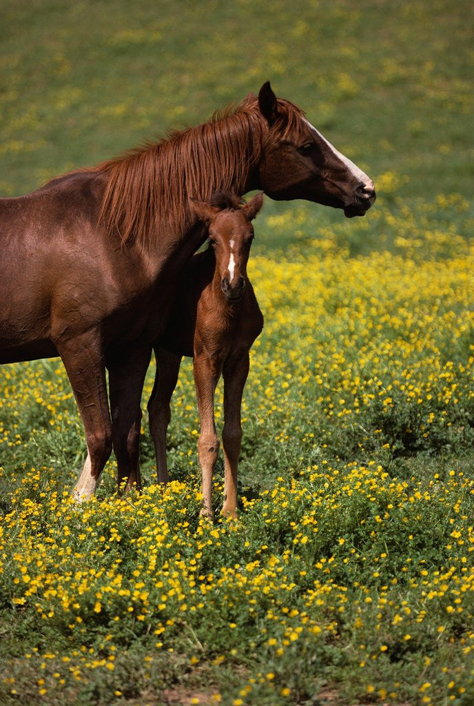 Detail of Arabian Mare and Foal by Anonymous