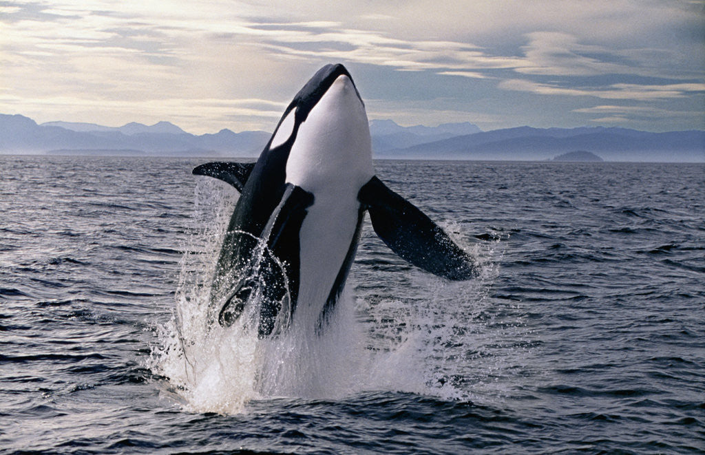 Detail of Breaching Killer Whale (digital composite) by Corbis