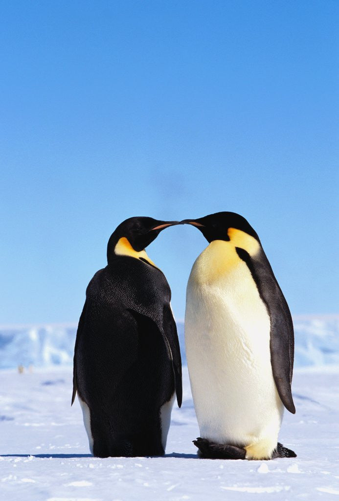 Detail of Emperor Penguins Greeting by Corbis