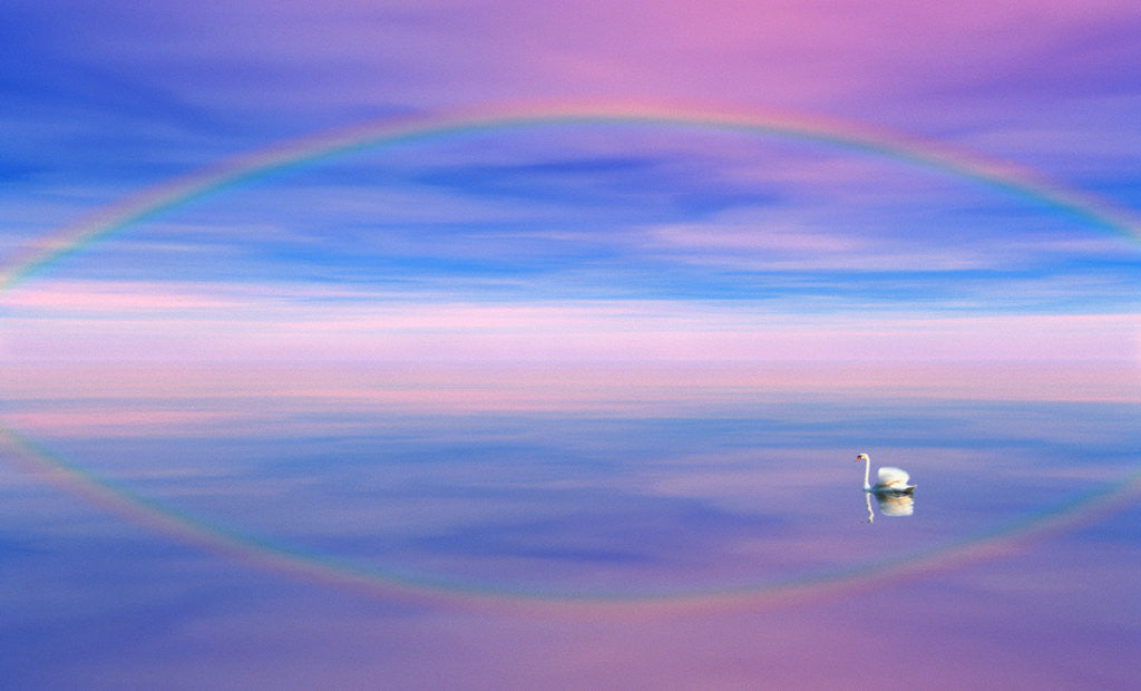 Detail of Rainbow Reflecting over Swan by Anonymous