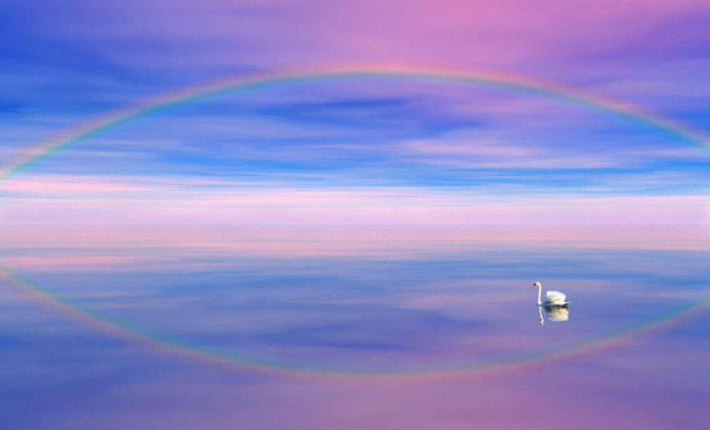 Detail of Rainbow Reflecting over Swan by Corbis
