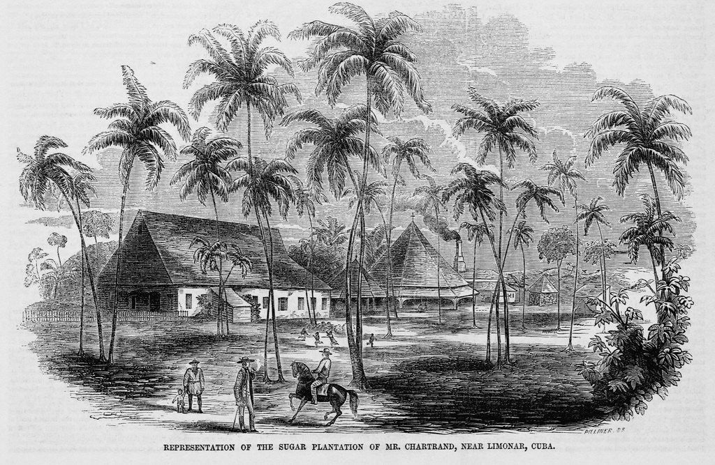 Detail of Sugar Plantation by Anonymous
