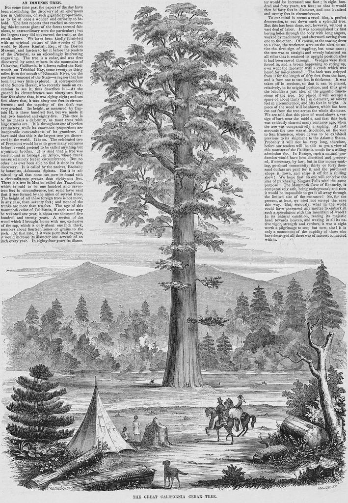Detail of Giant Sequoia Tree by Corbis