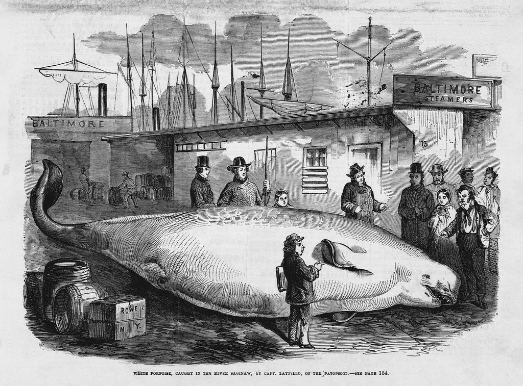 Detail of White Porpoise by Anonymous