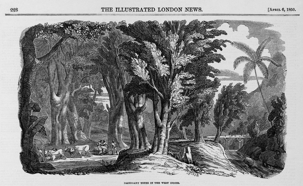 Detail of Grove of Mahogany by Anonymous