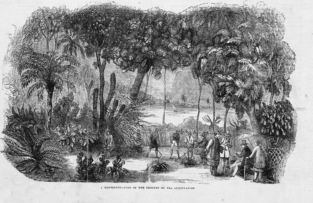 Detail of Cultivating Tea by Anonymous