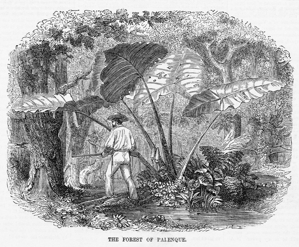 Detail of Hunting in Mexican Forest by Anonymous