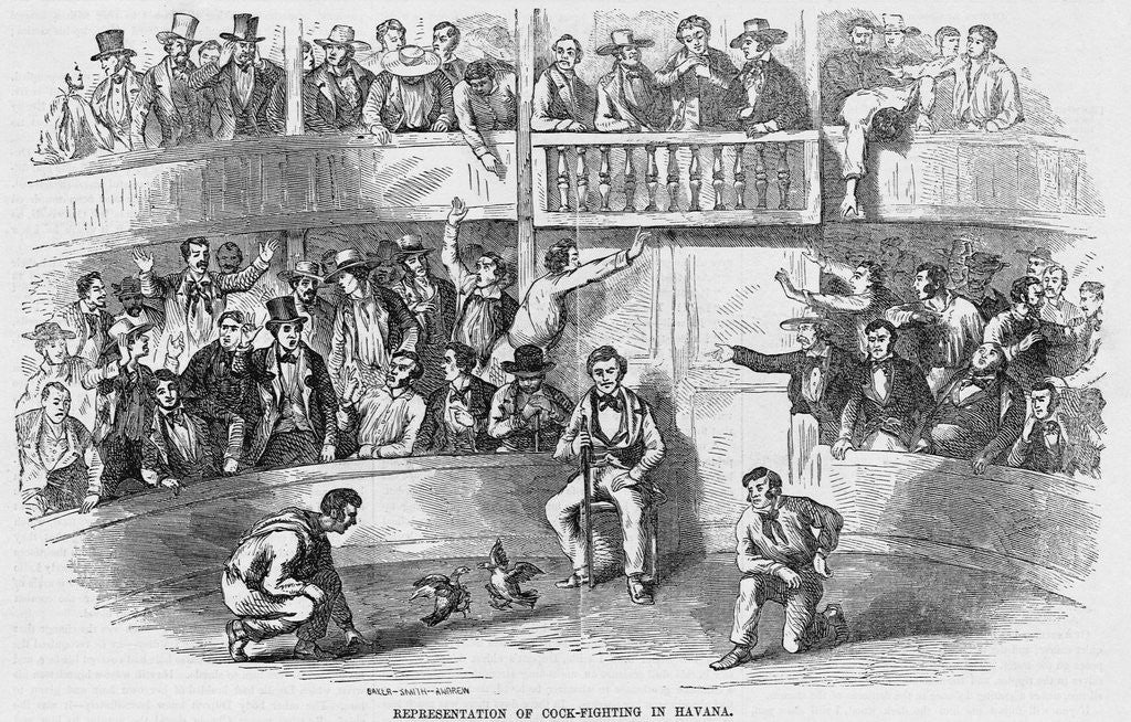 Detail of Cockfighting in Havana, Cuba by Anonymous