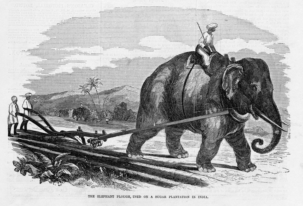 Detail of Elephant Pulling Plow by Anonymous