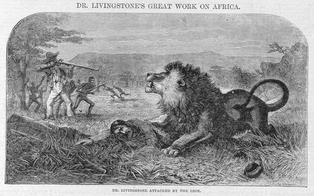 Detail of Dr. Livingstone Attacked By the Lion by Anonymous
