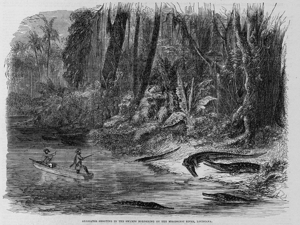 Detail of Alligator Shooting in the Swamps Bordering on the Mississippi River, Louisiana Illustration by Corbis