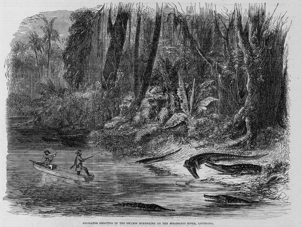 Detail of Alligator Shooting in the Swamps Bordering on the Mississippi River, Louisiana Illustration by Anonymous