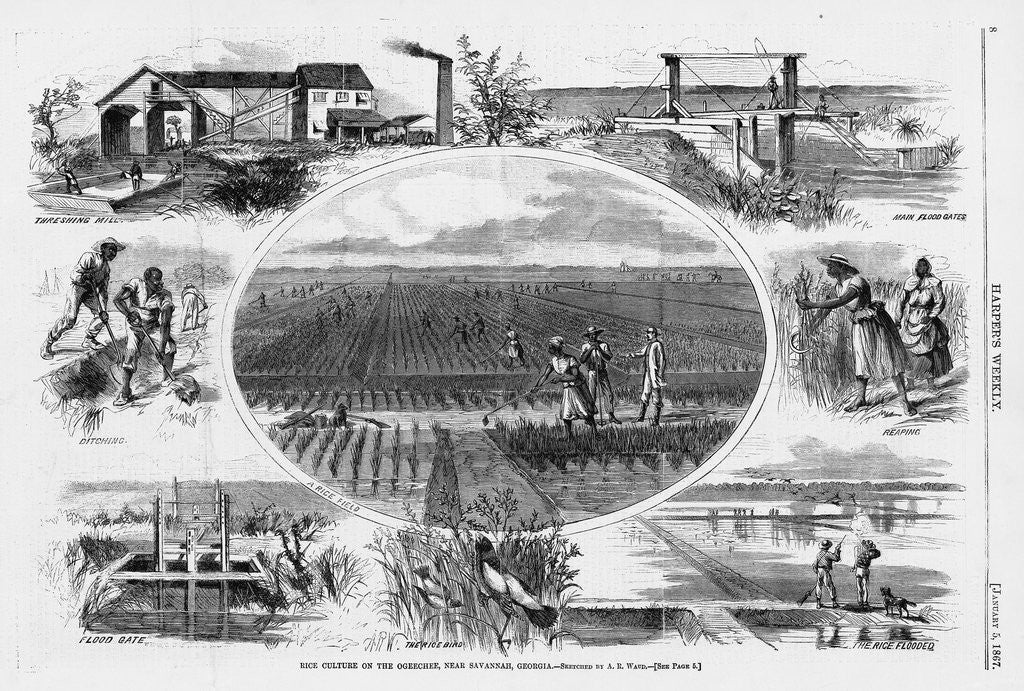 Detail of Rice culture on the Ogeechee, near Savannah, Georgia by A. R. Waud
