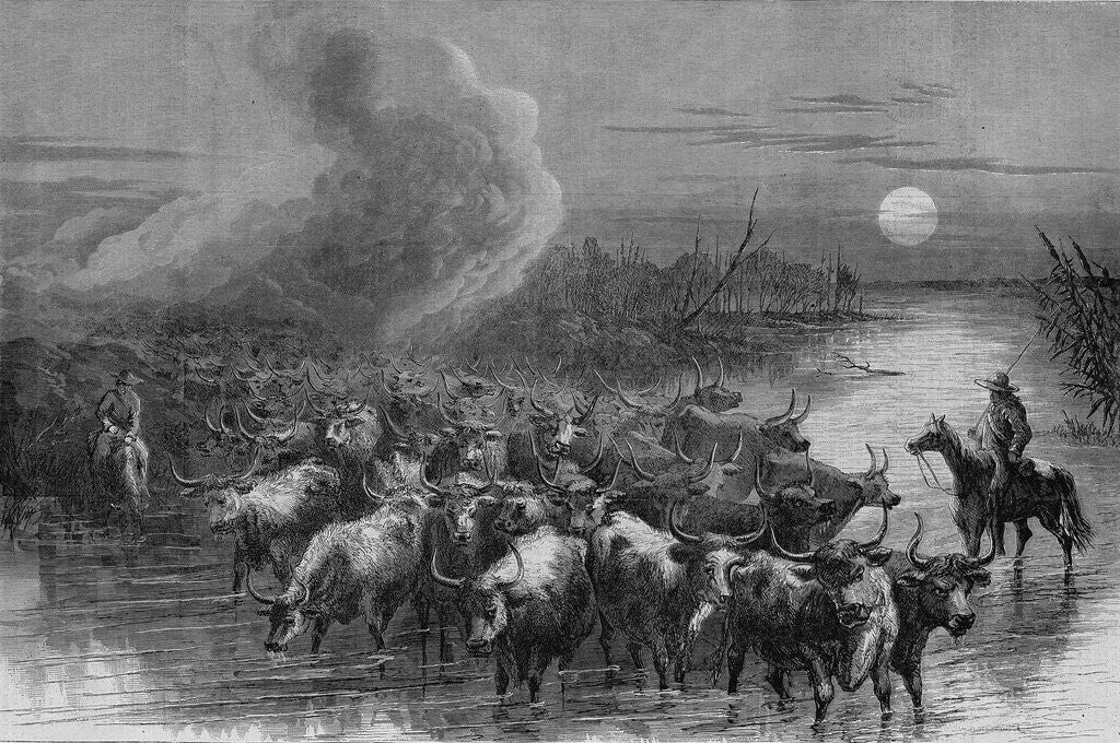 Detail of A drove of Texas cattle crossing a stream by A. R. Waud