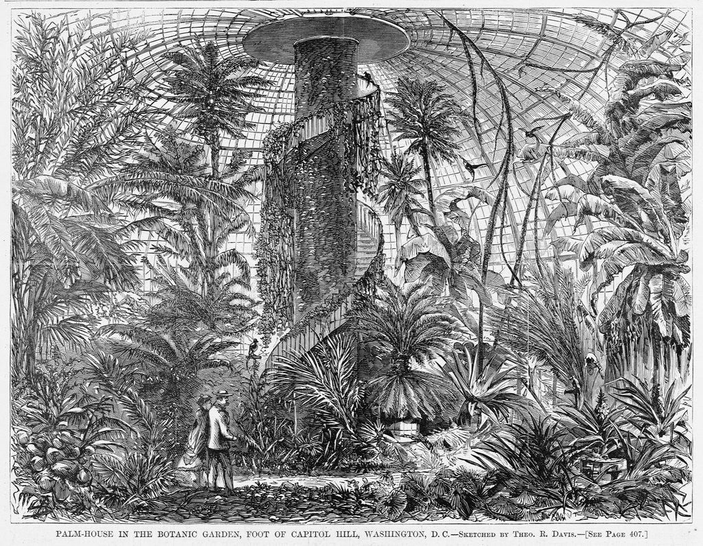 Detail of Palm-House in the Botanic Garden, Foot of Capitol Hill, Washington, DC by Anonymous