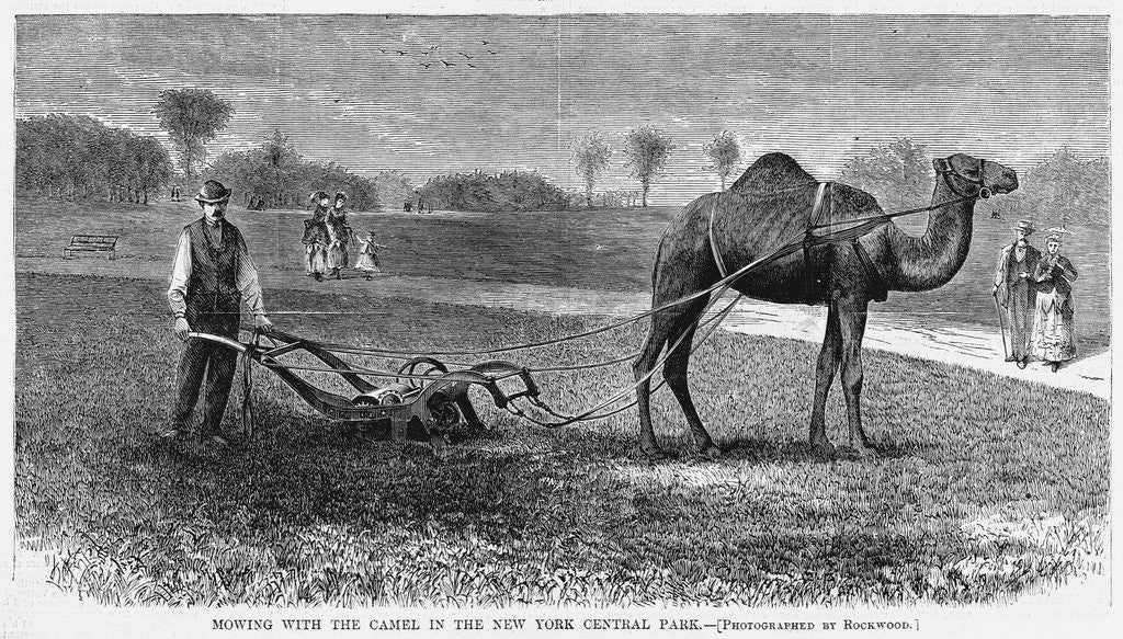 Detail of Mowing With the Camel in the New York Central Park by Anonymous