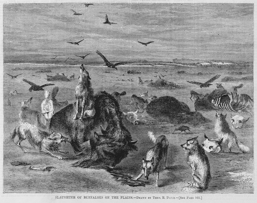 Detail of Slaughter of Buffalos on the Plains by Anonymous