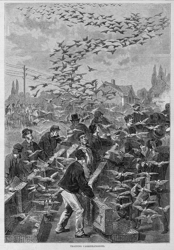 Detail of Training Carrier-Pigeons by Corbis