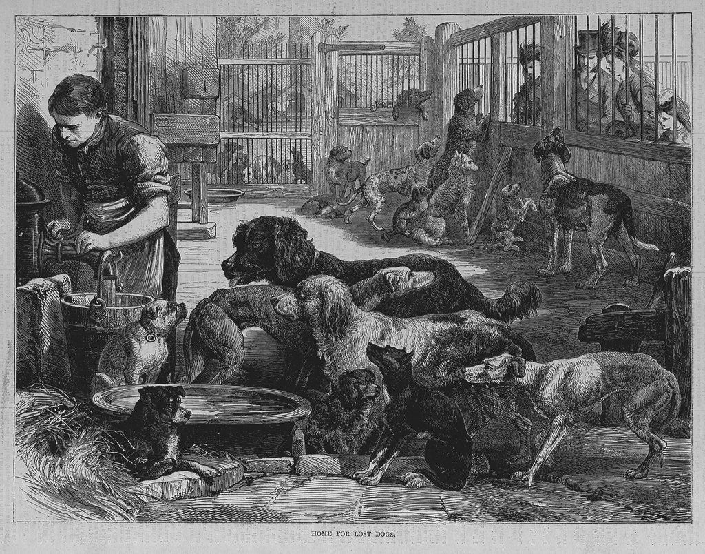 Detail of Home For Lost Dogs by Anonymous