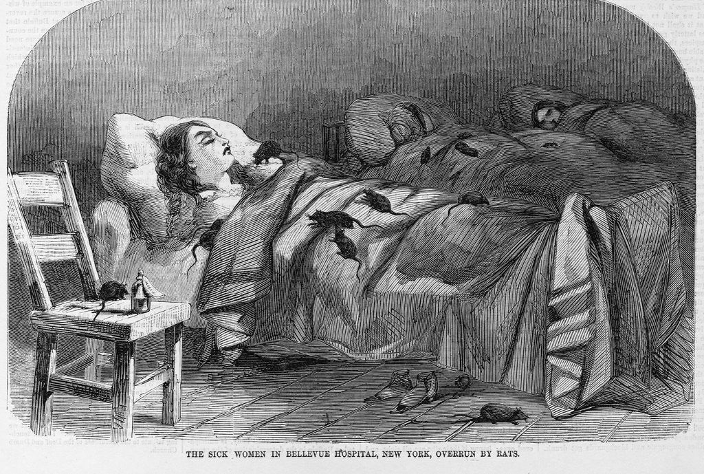 Detail of The sick women in Bellevue Hospital, New York, overrun by rats by Anonymous