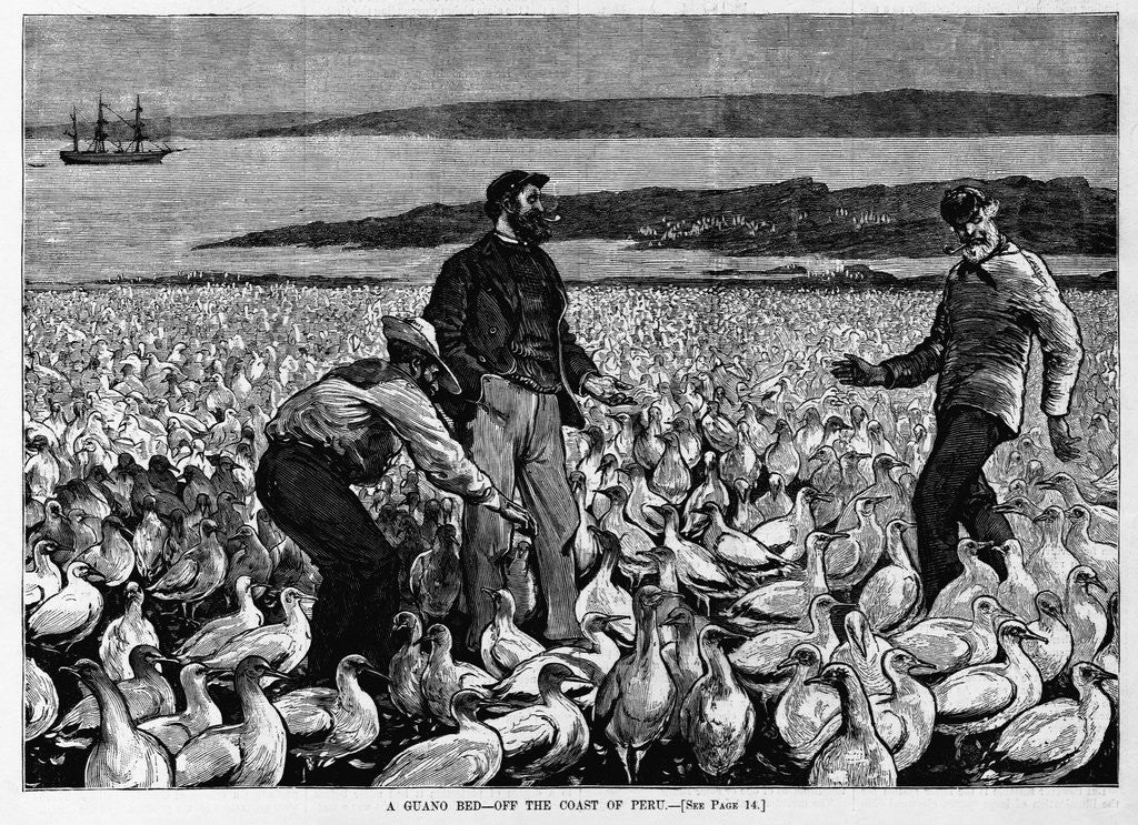 Detail of A Guano Bed - Off the Coast of Peru Illustration by Anonymous