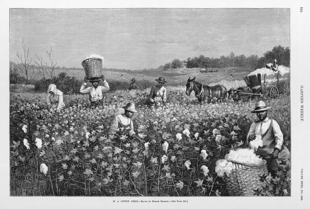 Detail of In a cotton field by Horace Bradley