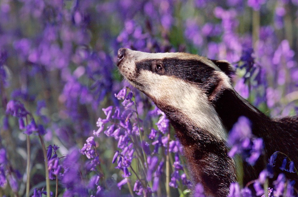 Detail of Bluebell by @wildmanrouse