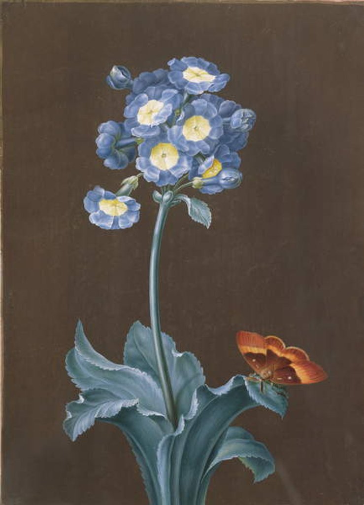 Detail of Primula Auricula with Moth by Margaretha Barbara Dietzsch