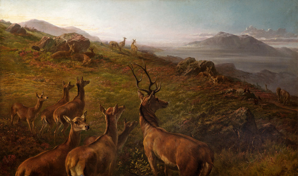 Detail of Red Deer - Early Morning by Maud Earl