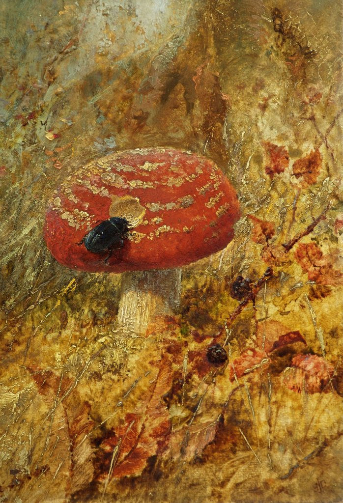 Detail of Still LIfe with Toadstool and Beetle by Anonymous