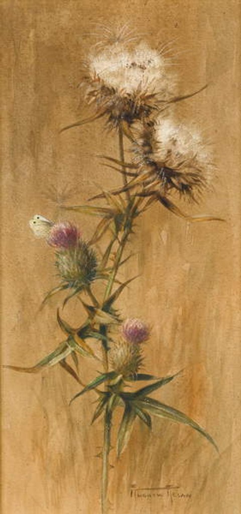 Detail of Butterfly on Thistle Heads by Edwin John Alexander