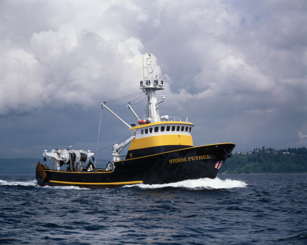 Detail of The Storm Petrel in Puget Sound by Anonymous