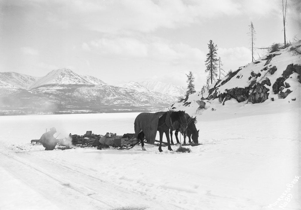 Detail of Horses and Sledge in the Klondike by Anonymous