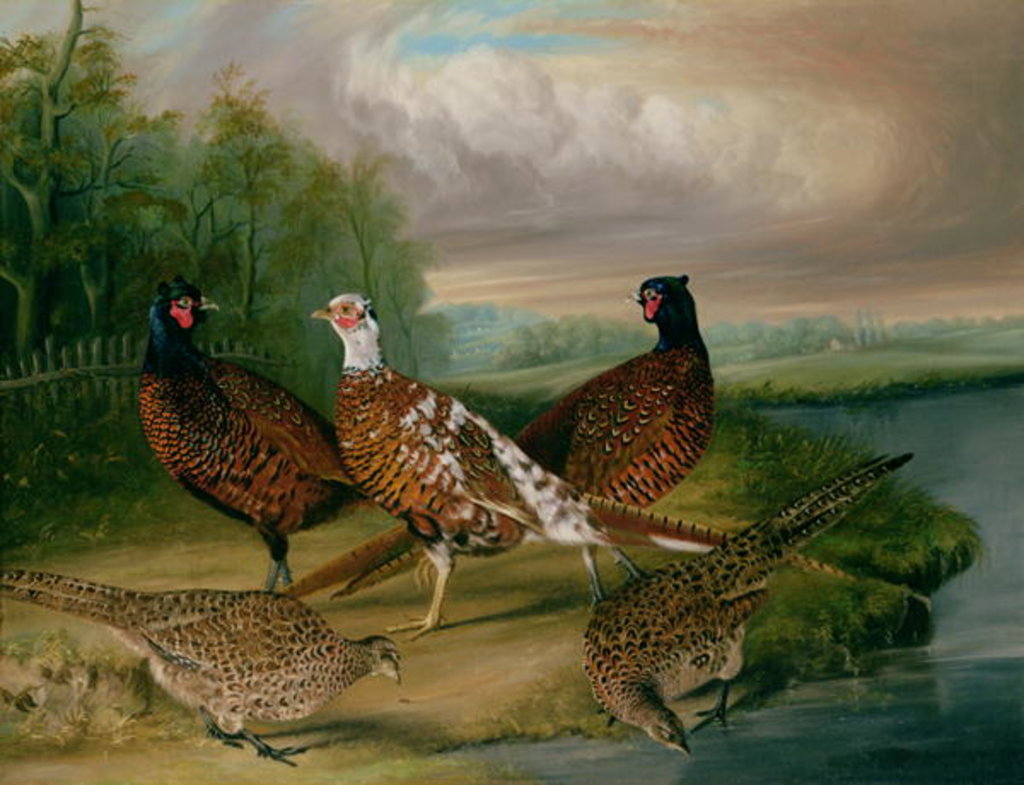 Detail of Pheasants by the River Wensum, Norfolk by James Blazeby