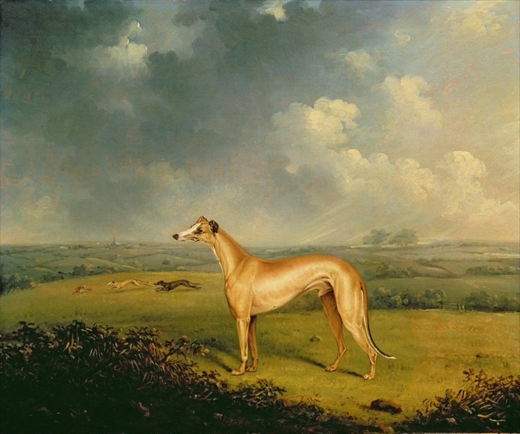 Detail of Reverend Henry Bate Dudley's Greyhound 'The Miller', 1799 by Henry Bernard Chalon
